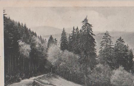 Thale - Dicke Tannen bei Hohegeiss - ca. 1935 Thale - Dicke Tannen bei Hohegeiss - ca. 1935