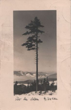 Baum über den Wolken Baum über den Wolken