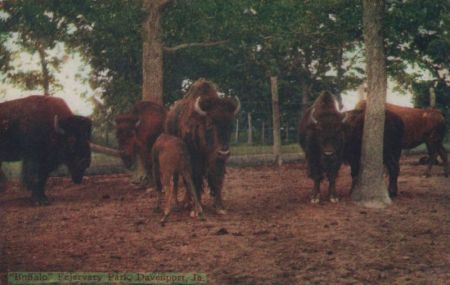 USA - Davenport - Buffalo Fejervary Park - ca. 1950 USA - Davenport - Buffalo Fejervary Park - ca. 1950