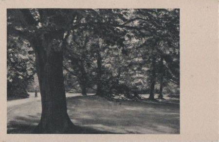 Ein Park mit Bäumen - ca. 1955 Ein Park mit Bäumen - ca. 1955