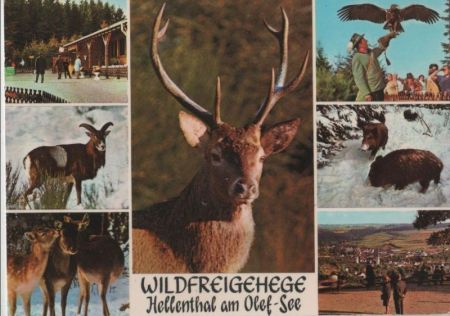 Hellenthal - Wildfreigehege am Olef-See - ca. 1970 Hellenthal - Wildfreigehege am Olef-See - ca. 1970