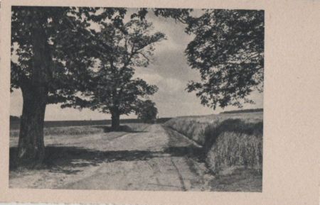Bäume entlang des Feldwegs - ca. 1955 Bäume entlang des Feldwegs - ca. 1955