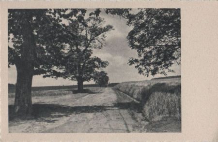 Feldweg im Sommer - ca. 1955 Feldweg im Sommer - ca. 1955
