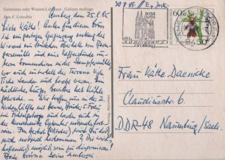 Gemeines oder Wiesen-Labkraut vor Blüte