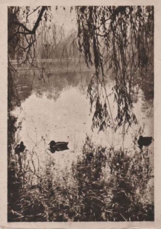 Enten auf einem Tümpel - ca. 1950 Enten auf einem Tümpel - ca. 1950
