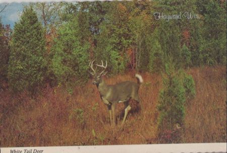 USA - Hayward - White Tail Deer - ca. 1975