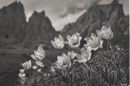 Gebirge weiße Blüten Gebirge weiße Blüten