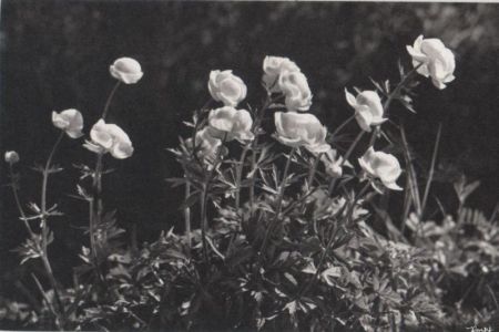 blühende Blumen schwarzweiß blühende Blumen schwarzweiß
