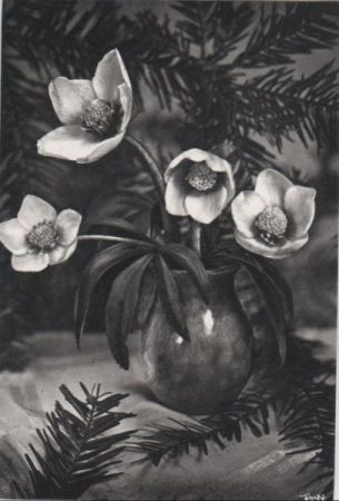 Blumen in einer Vase Blumen in einer Vase