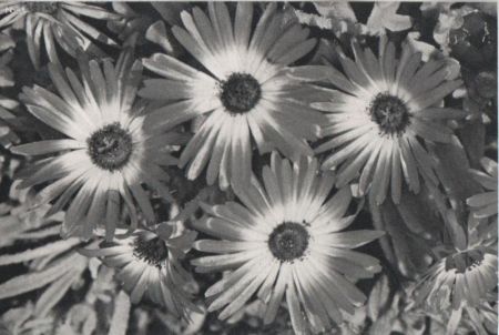 Mittagsblume blühend Mittagsblume blühend