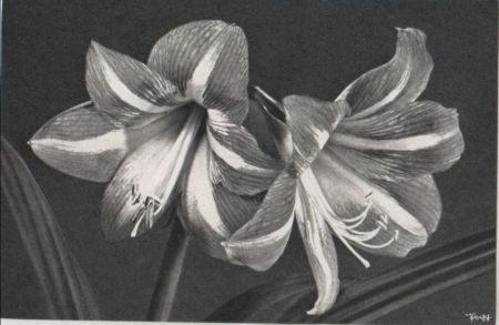 Amaryllis zwei Blüten Amaryllis zwei Blüten