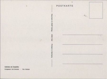 Euforbien mit Zierpfeffer Arrangement