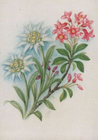 Edelweiß Alpenrose Edelweiß Alpenrose