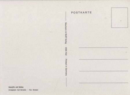 Amaryllis mit Nelken Arrangement