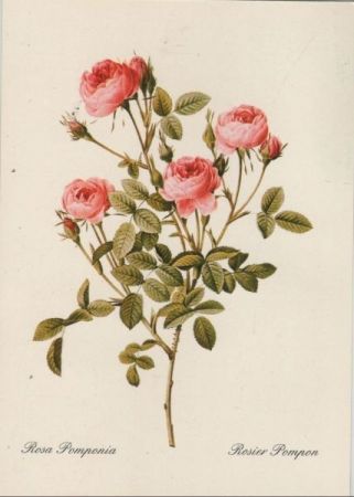 Rosa Pomponia blühend Rosa Pomponia blühend