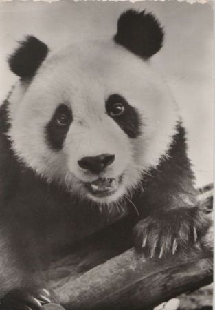 Bambusbär DDR-Karte Bambusbär DDR-Karte