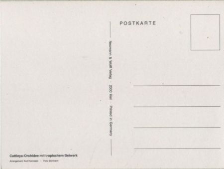 Cattleya-Orchidee Arrangement