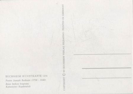 Rosa Indica Fragrans blühend