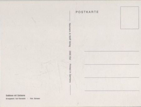 Scabiosen Arrangement