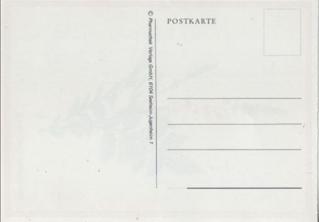 Gewöhnlicher Odermennig blühend