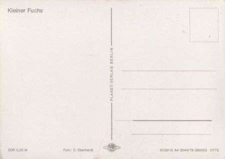 Kleiner Fuchs auf Blüte