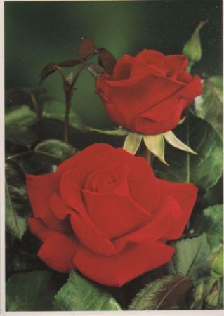 Ingrid Bergman Rose Ingrid Bergman Rose