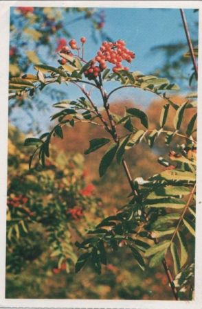 Vogelbeeren vor blauem Himmel Vogelbeeren vor blauem Himmel