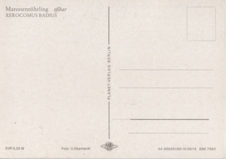 Maronenröhrling eßbar Maronenröhrling eßbar