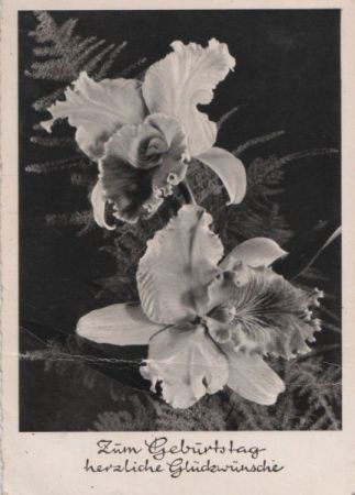 Zum Geburtstag Blumen Zum Geburtstag Blumen