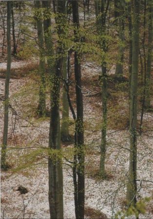 Wald Laubbäume Wald Laubbäume