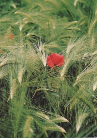 Blüte im Getreide Blüte im Getreide