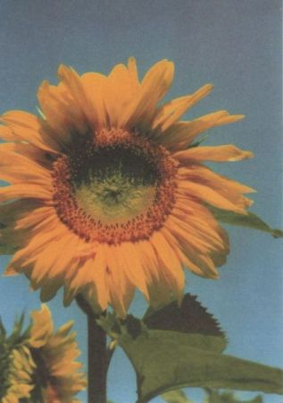 Sonnenblume blühend Sonnenblume blühend