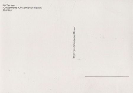 Lisl Thurnher Chrysnatheme