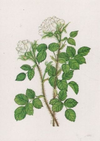 Rosarium Sangerhausen Centifolia muscosa Rosarium Sangerhausen Centifolia muscosa