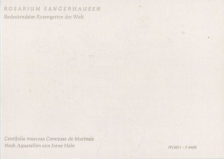 Rosarium Sangerhausen Centifolia muscosa Rosarium Sangerhausen Centifolia muscosa