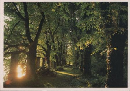 Waldweg Laubbäume Waldweg Laubbäume
