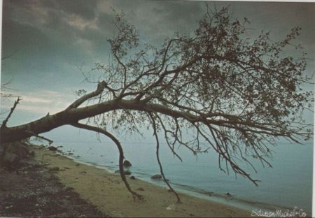 schiefer Baum am Ufer schiefer Baum am Ufer