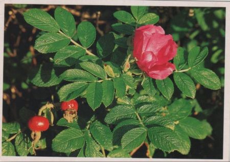 Rose blühend Rose blühend