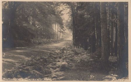 Tharandter Wald - Dorfhaitzerweg Tharandter Wald - Dorfhaitzerweg