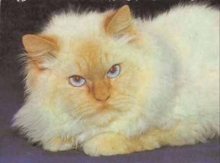 Katze Coloirpoint Katze Coloirpoint