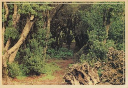 Spanien - Spanien - Regenwald - Gomera? Spanien - Spanien - Regenwald - Gomera?