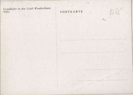 List, Sylt - Strandhafer in den Wanderdünen