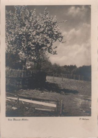 Die Bäume blühen - ca. 1950 Die Bäume blühen - ca. 1950