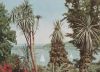Tropeninsel Mainau - 1968