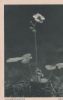 Walderdbeere - ca. 1955