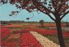 Niederlande - Holland - Bloemenland - 1984