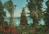 Mainau (Insel) - Dracaenengruppe - ca. 1980