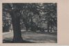 Ein unbekannter Park - ca. 1955