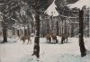 Harz - Rehwild am Futterplatz - 1967