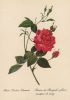 Rosa Indica Cruenta blühend